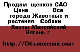 Продам ,щенков САО. › Цена ­ 30 000 - Все города Животные и растения » Собаки   . Ханты-Мансийский,Нягань г.